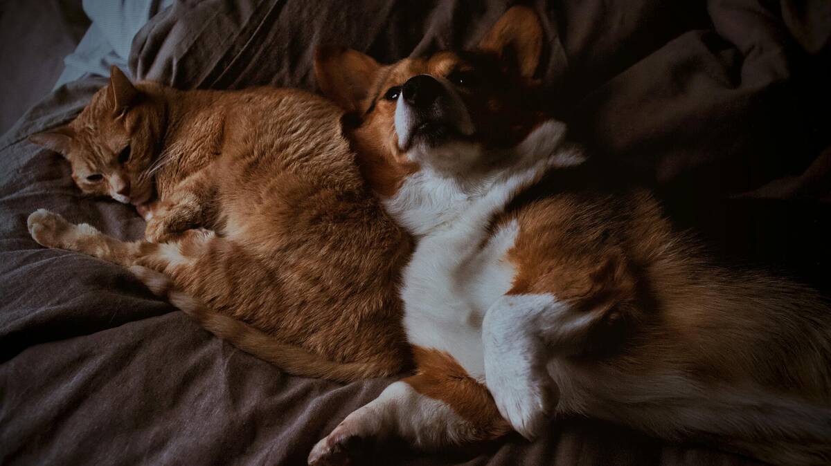 Adult dog and cat together - CBD wellness for all pets